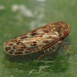 Euscelis incisus